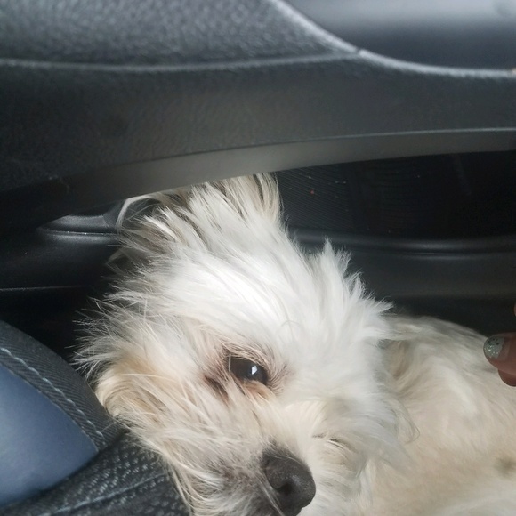 Meet your Posher, Cameron - Picture 1 of 1