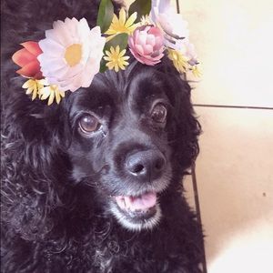 Meet your Posher, Maggie