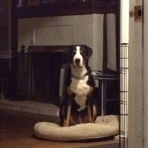 Meet your Posher, Teddie