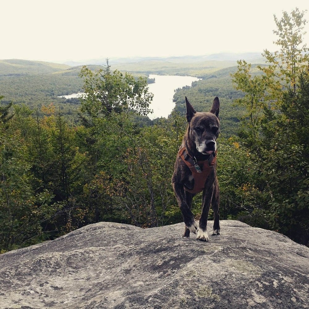 Meet your Posher, Netta