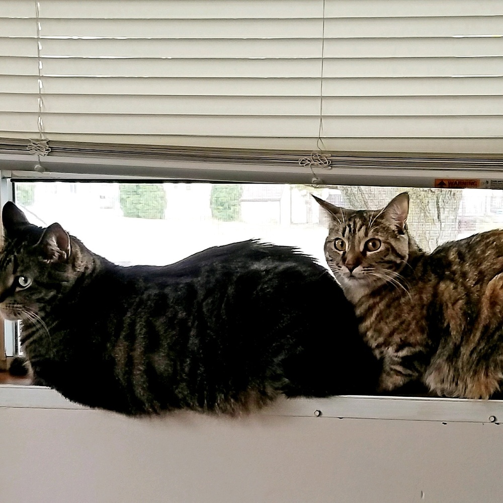 Meet your Posher, Brittney