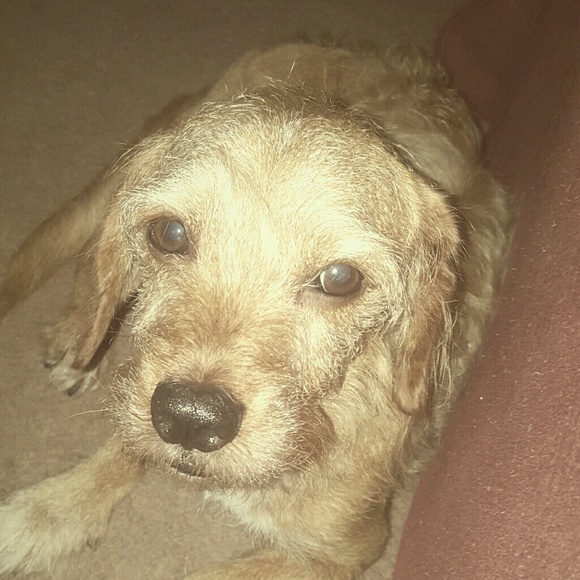 Meet your Posher, Quila - Picture 1 of 1