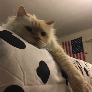 Meet your Posher, Anya