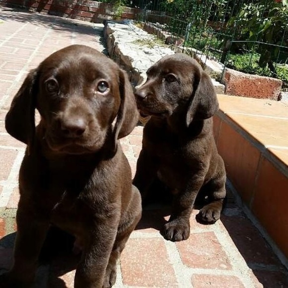 Meet your Posher, Ramon - Picture 1 of 1