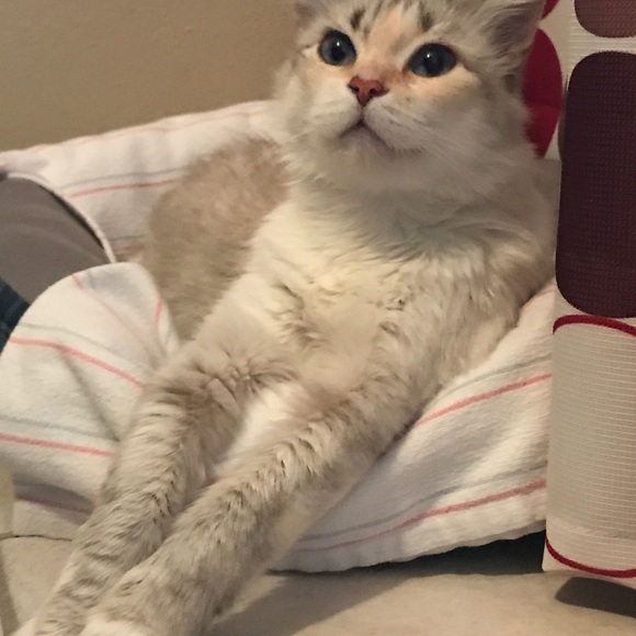 Meet your Posher, Vanessa - Picture 7 of 8