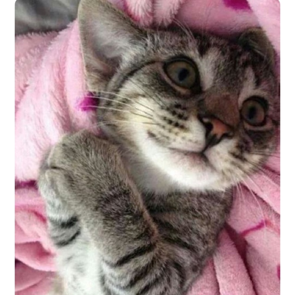 PLEASE BUY FROM MY MOMMY SHE BUYS MY CATNIP!