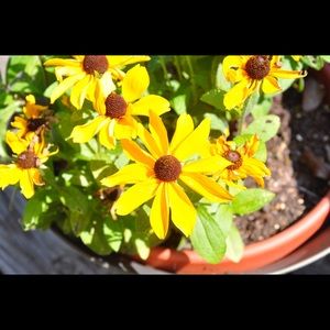 Meet your Posher, Marguerite