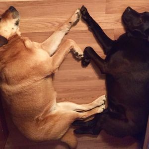 Meet your Posher, Karen