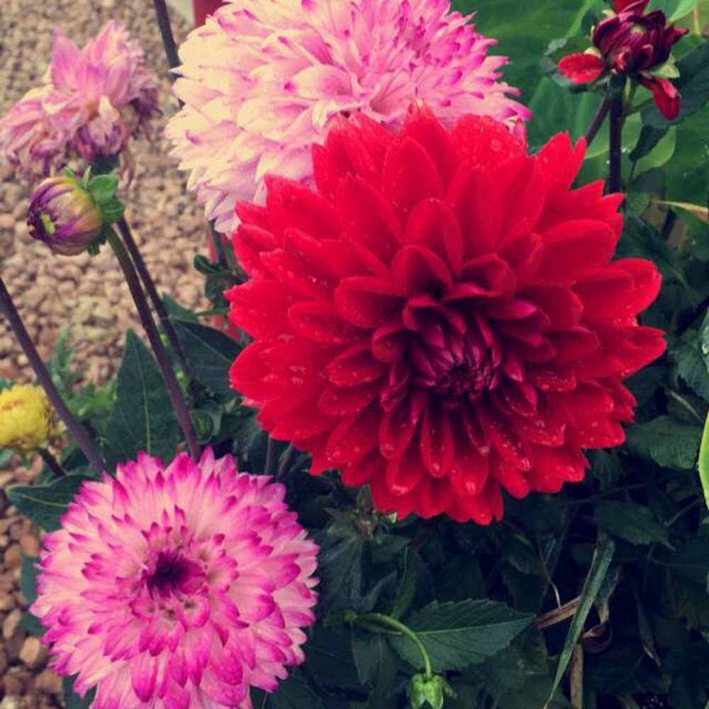 Meet your Posher, Kadra