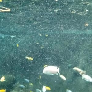 Meet your Posher, Valicia