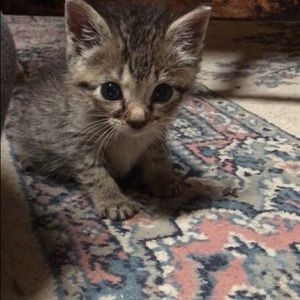 Meet your Posher, Grettel