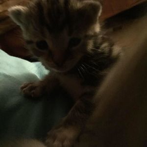 Meet your Posher, Nikki