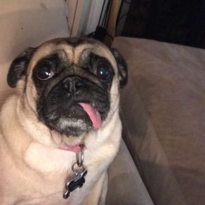 Meet your Posher, Holli