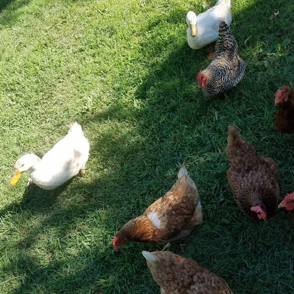 Meet your Posher, Haley - Picture 4 of 7