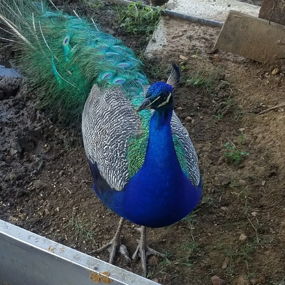 Meet your Posher, Haley - Picture 5 of 7