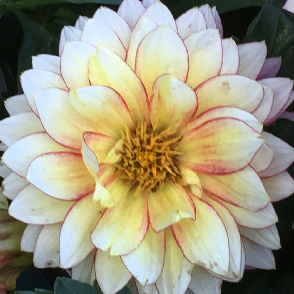 Meet your Posher, Joy