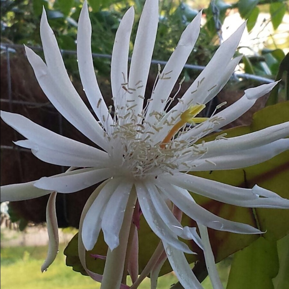 Meet your Posher, Gregory