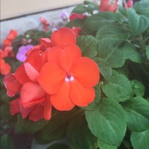 Meet your Posher, Kylie