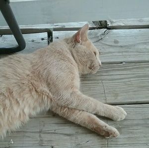 Meet your Posher, Tracy