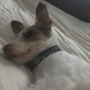 Meet your Posher, Jeanine