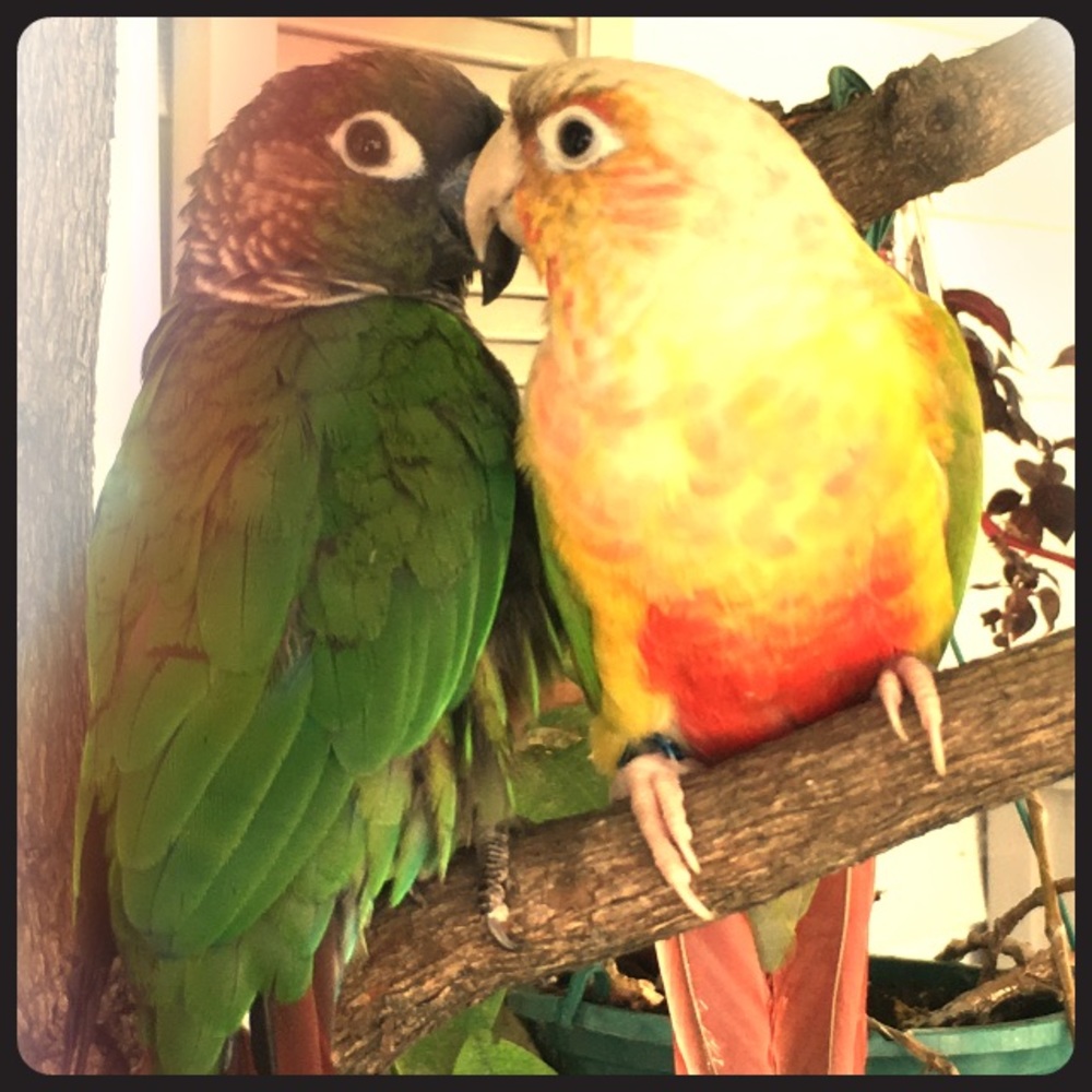 Meet your Posher, Nidia