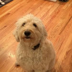 Meet your Posher, Dawn