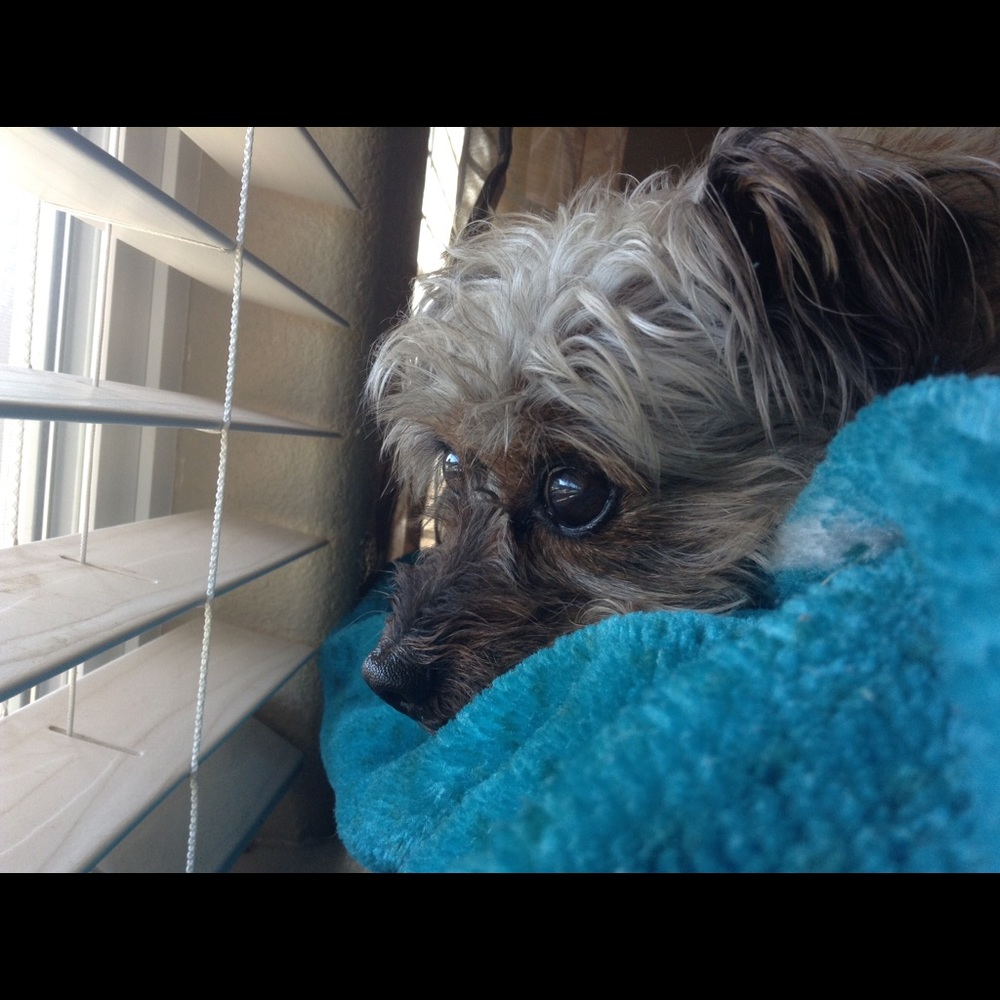 Meet your Posher, Mia