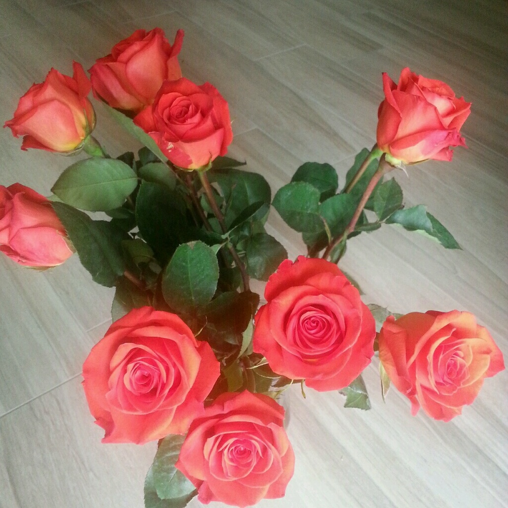 Meet your Posher, Misty