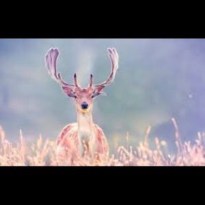 Meet your Posher, Faline