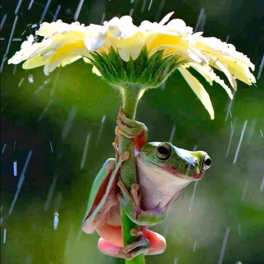 Meet your Posher, Kryztall