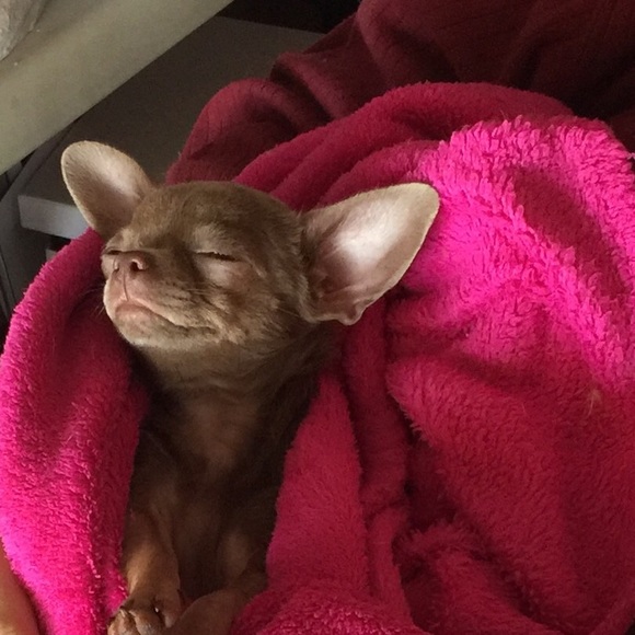 Meet your Posher, Evelyn - Picture 2 of 8