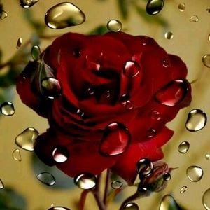 Meet your Posher, Martha