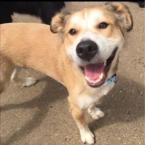 Meet your Posher, Rhiannon