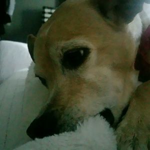 Meet your Posher, Samra