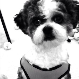 Meet your Posher, Julie