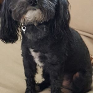 Meet your Posher, Janis