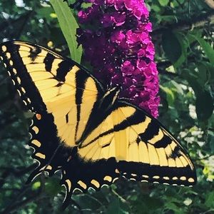 Meet your Posher, Ingrid