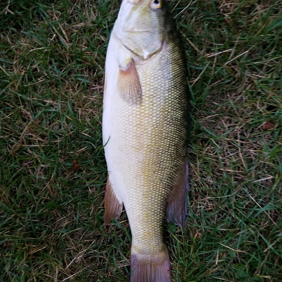 Meet your Posher, Scott - Picture 1 of 1