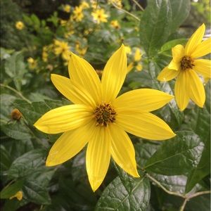 Meet your Posher, Michele