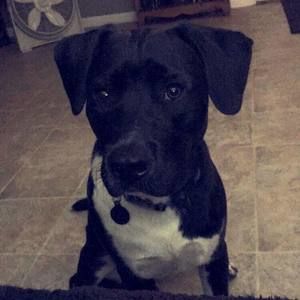 Meet your Posher, Trey