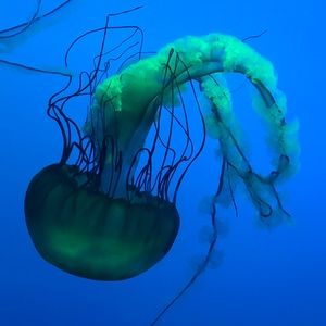 Meet your Posher, Leslie