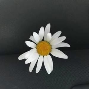 Meet your Posher, Heidi