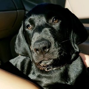 Meet your Posher, Cheyenne