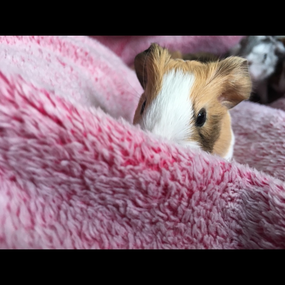 Meet your Posher, Angela