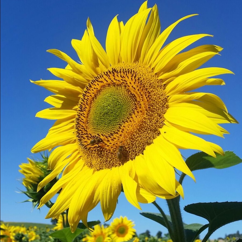 Meet your Posher, Nikki