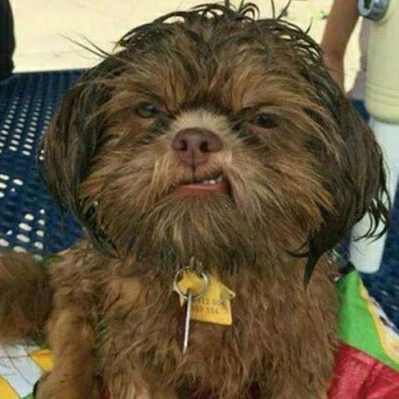 Meet your Posher, Tina - Picture 1 of 1