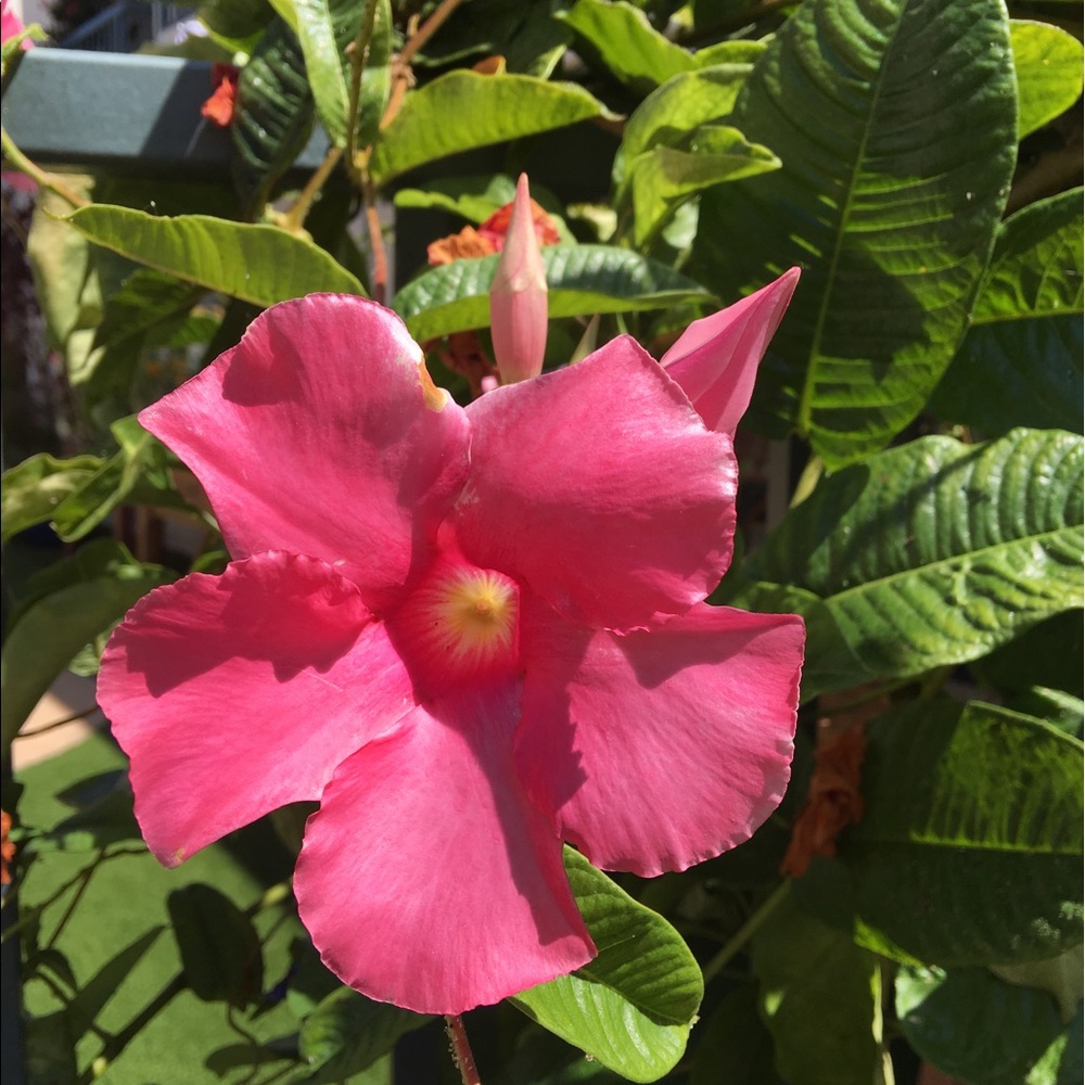 Meet your Posher, Lubna