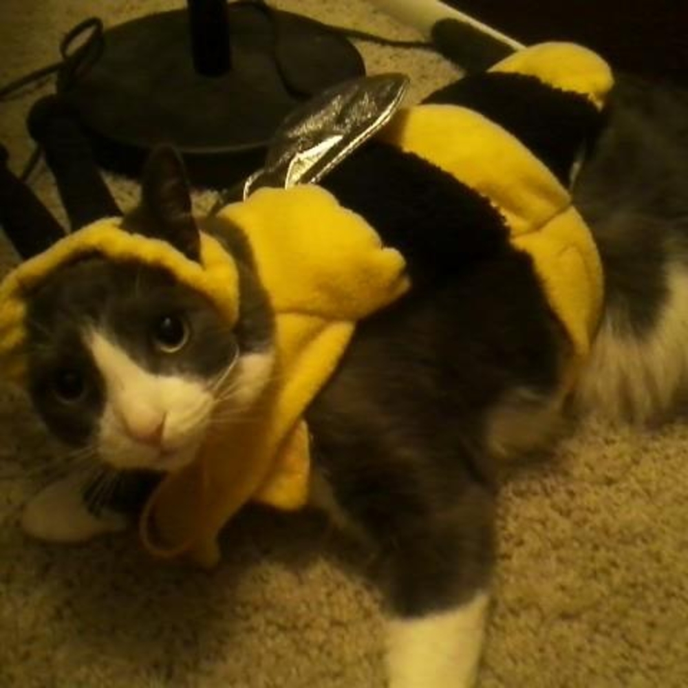 Meet your Posher, Rachel