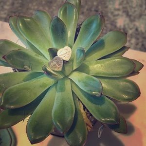 Tiffany & Co Silver Heart Earrings