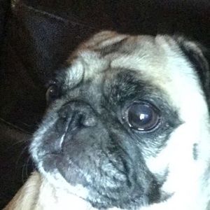 Meet your Posher, Austin